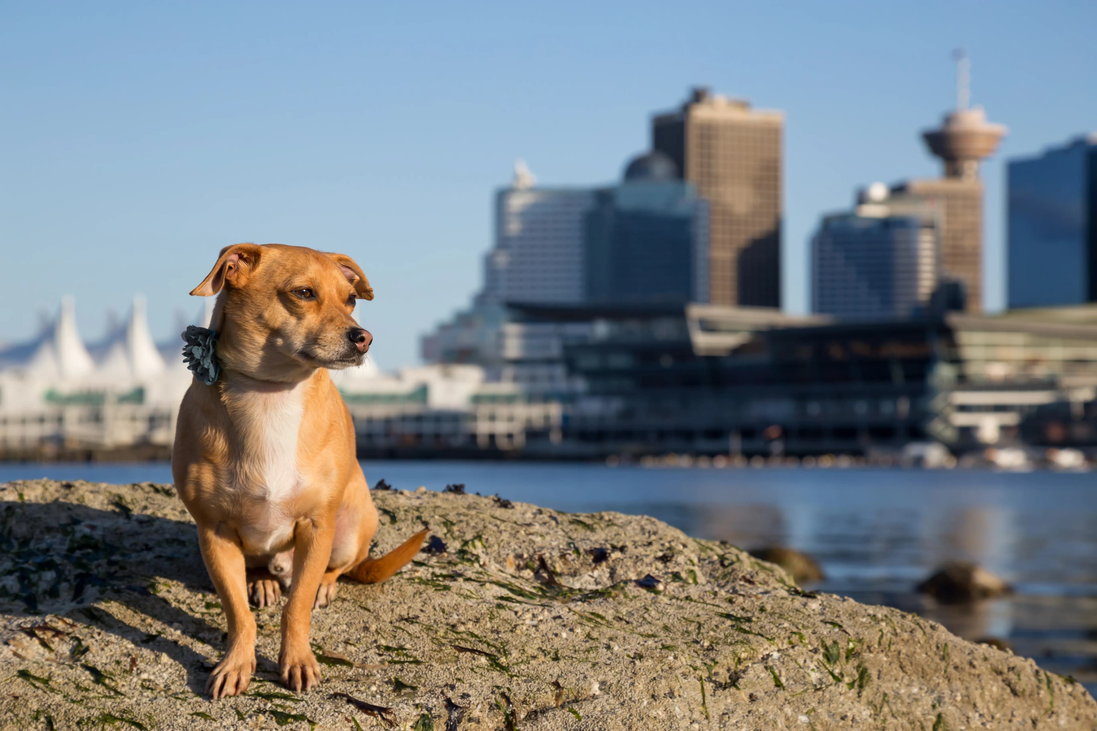 A dog photographed on the Vancouver waterfront with the downtown skyline behind