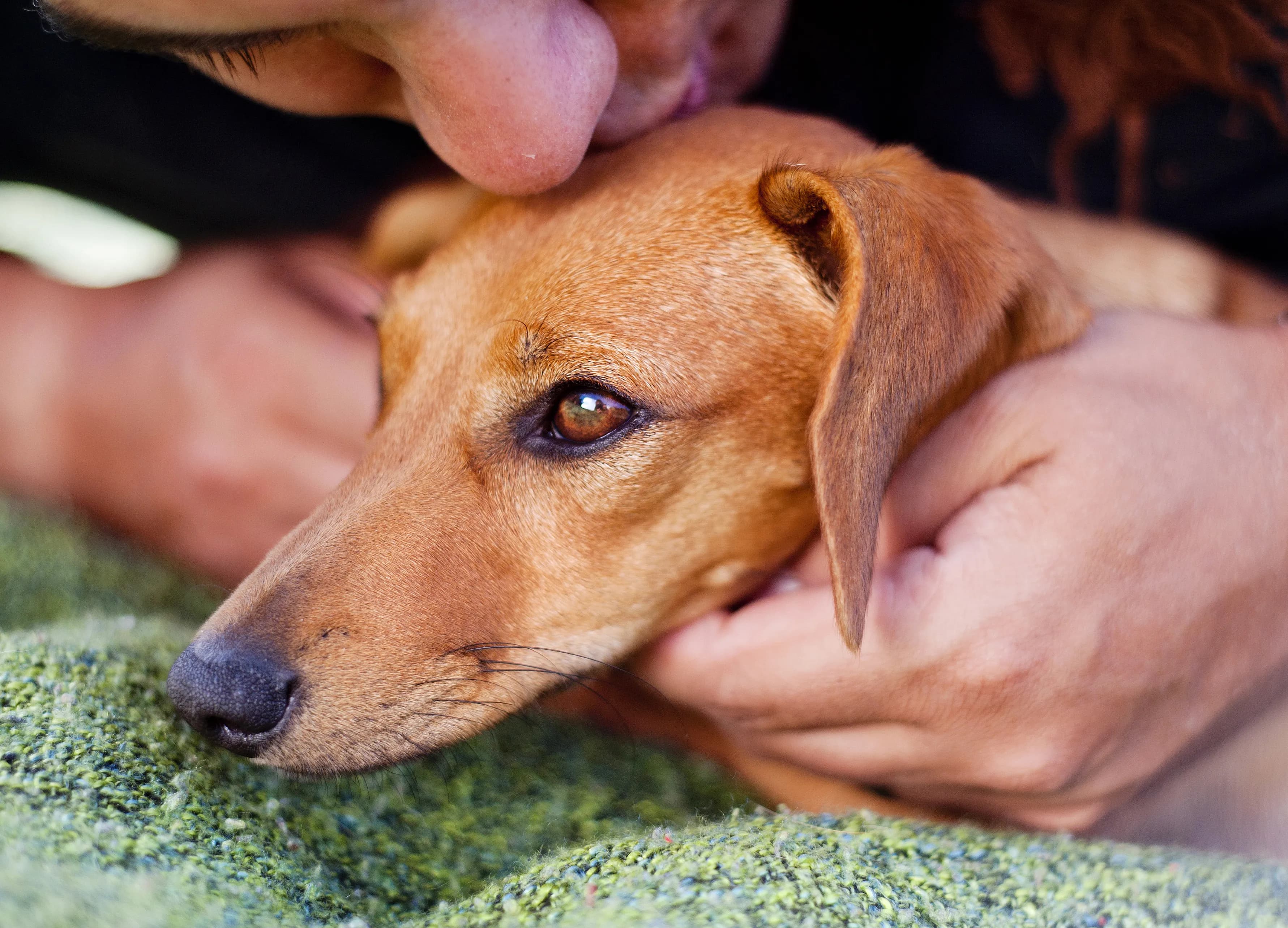Close portrait of a beloved dog during a Legacy Story session
