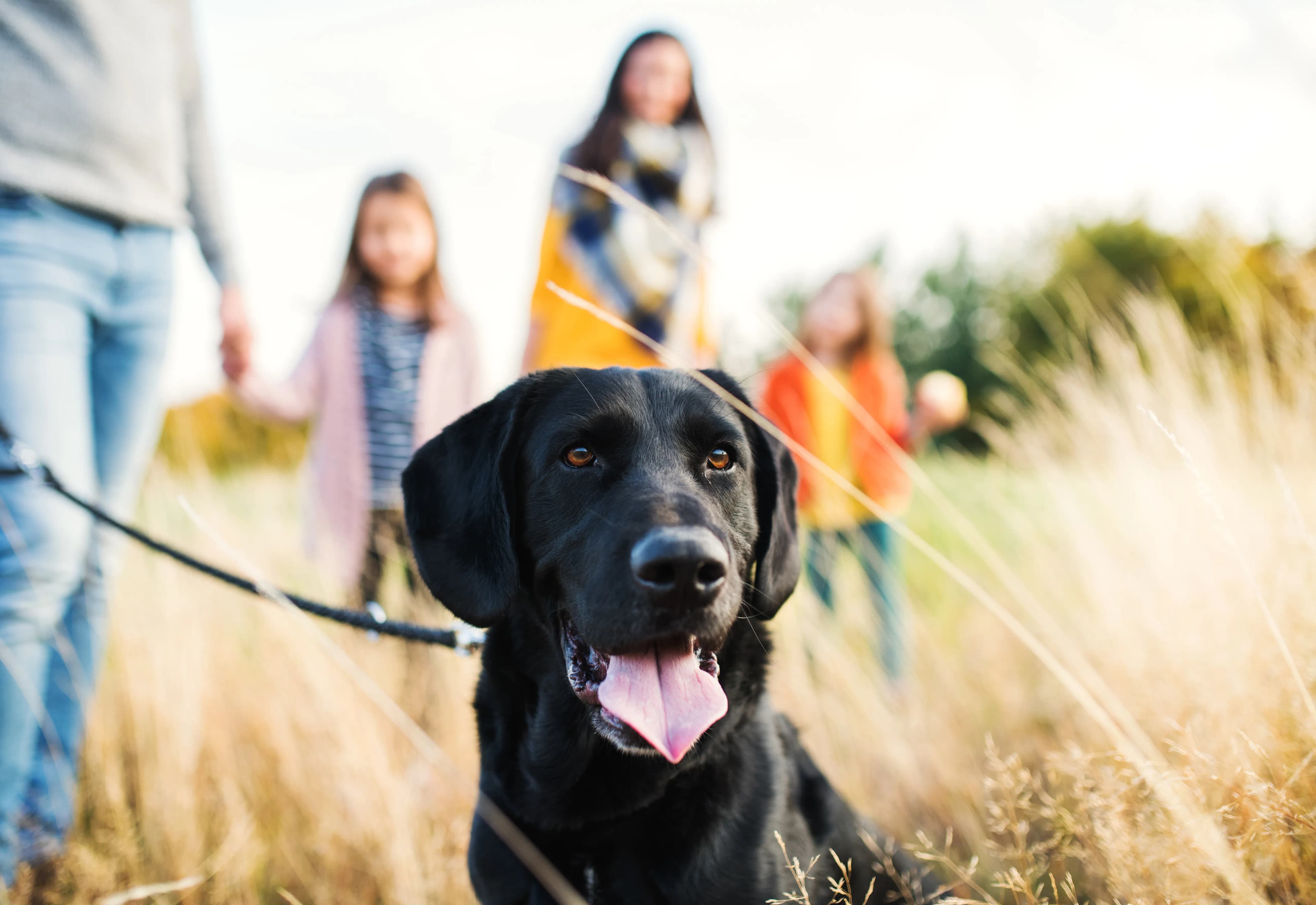 A dog in focus with its family close behind