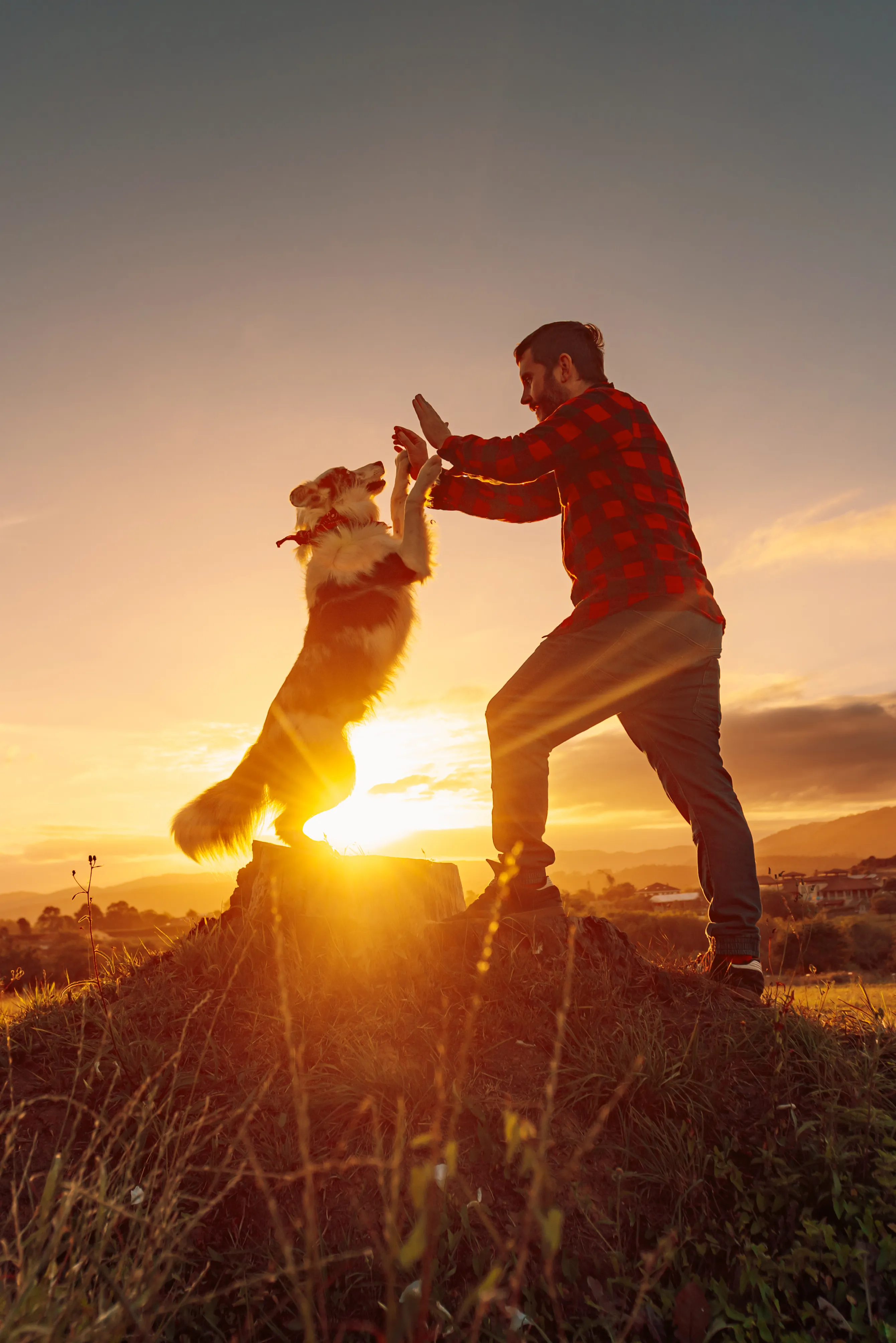 A joyful high-five between a dog and its owner at sunset