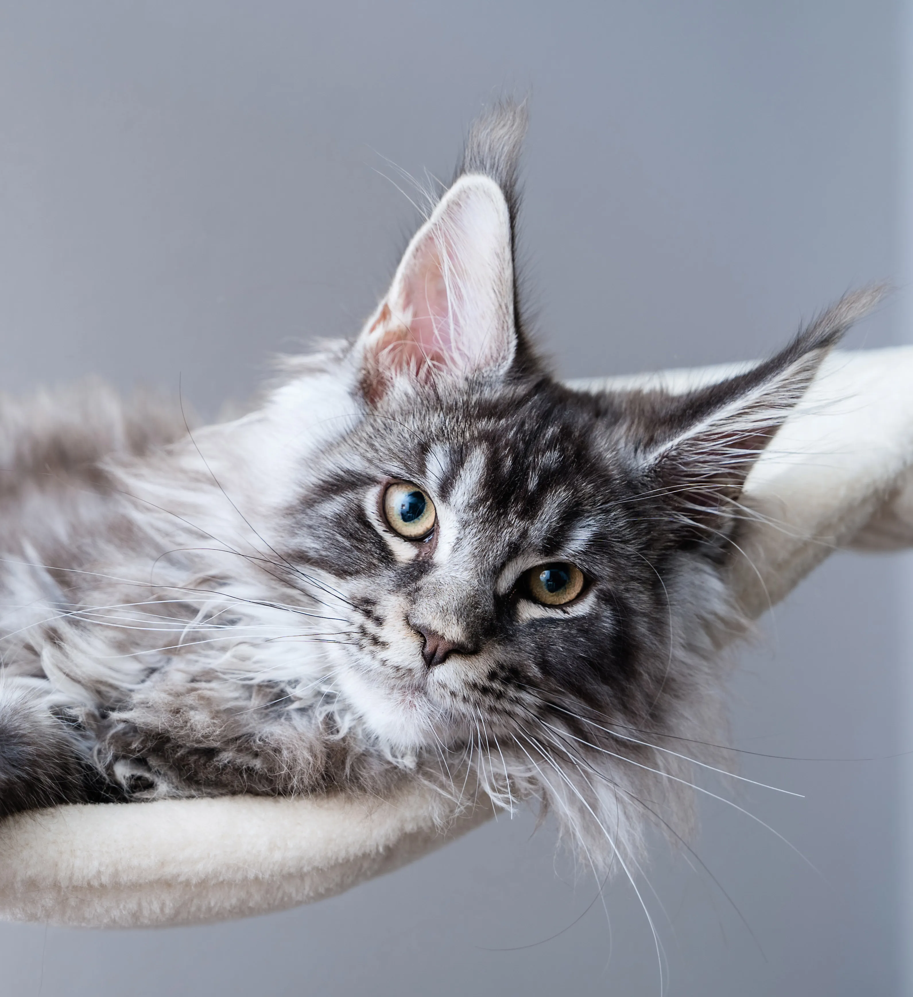 Maine Coon cat portrait