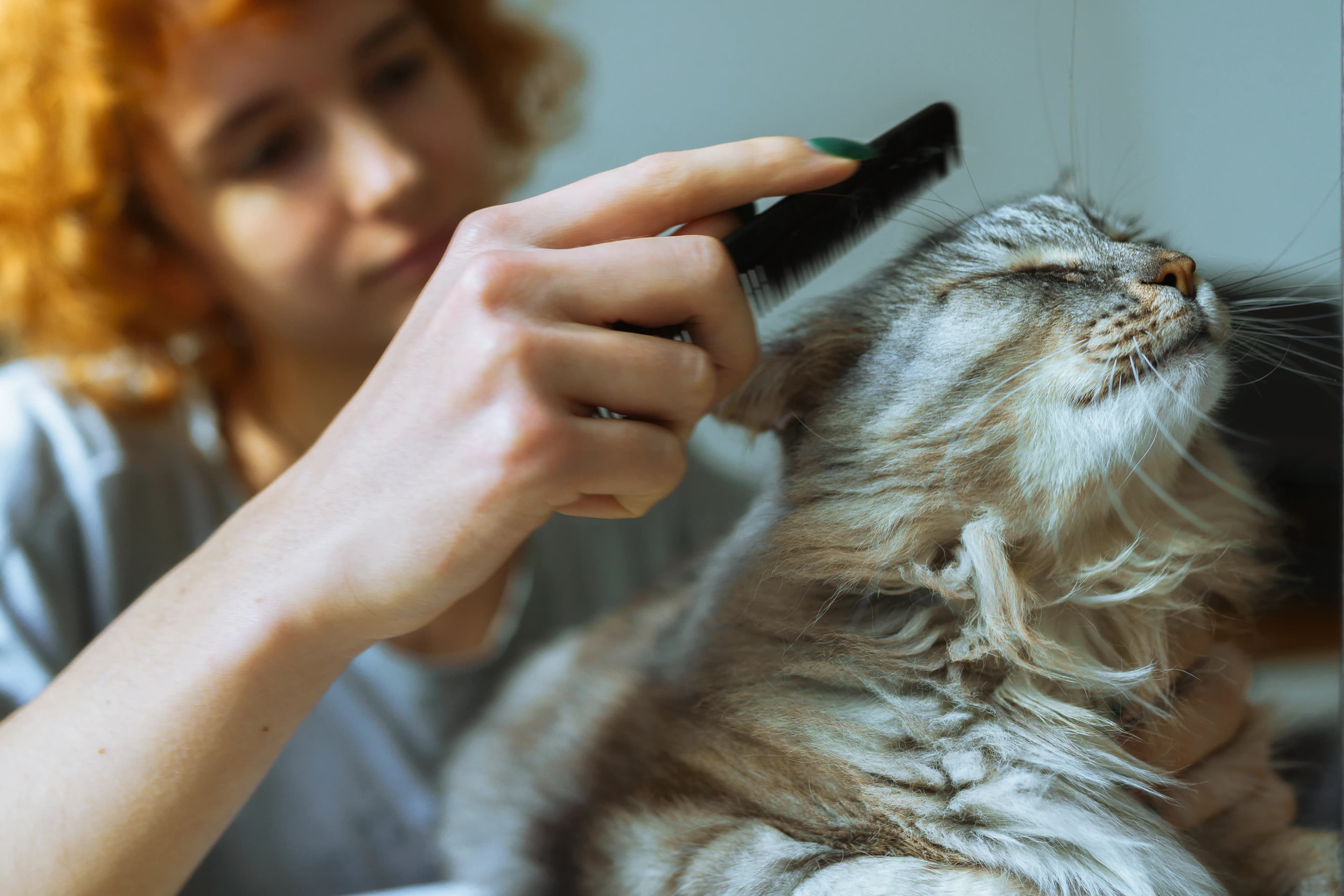 A woman gently grooming her long-haired gray tabby cat