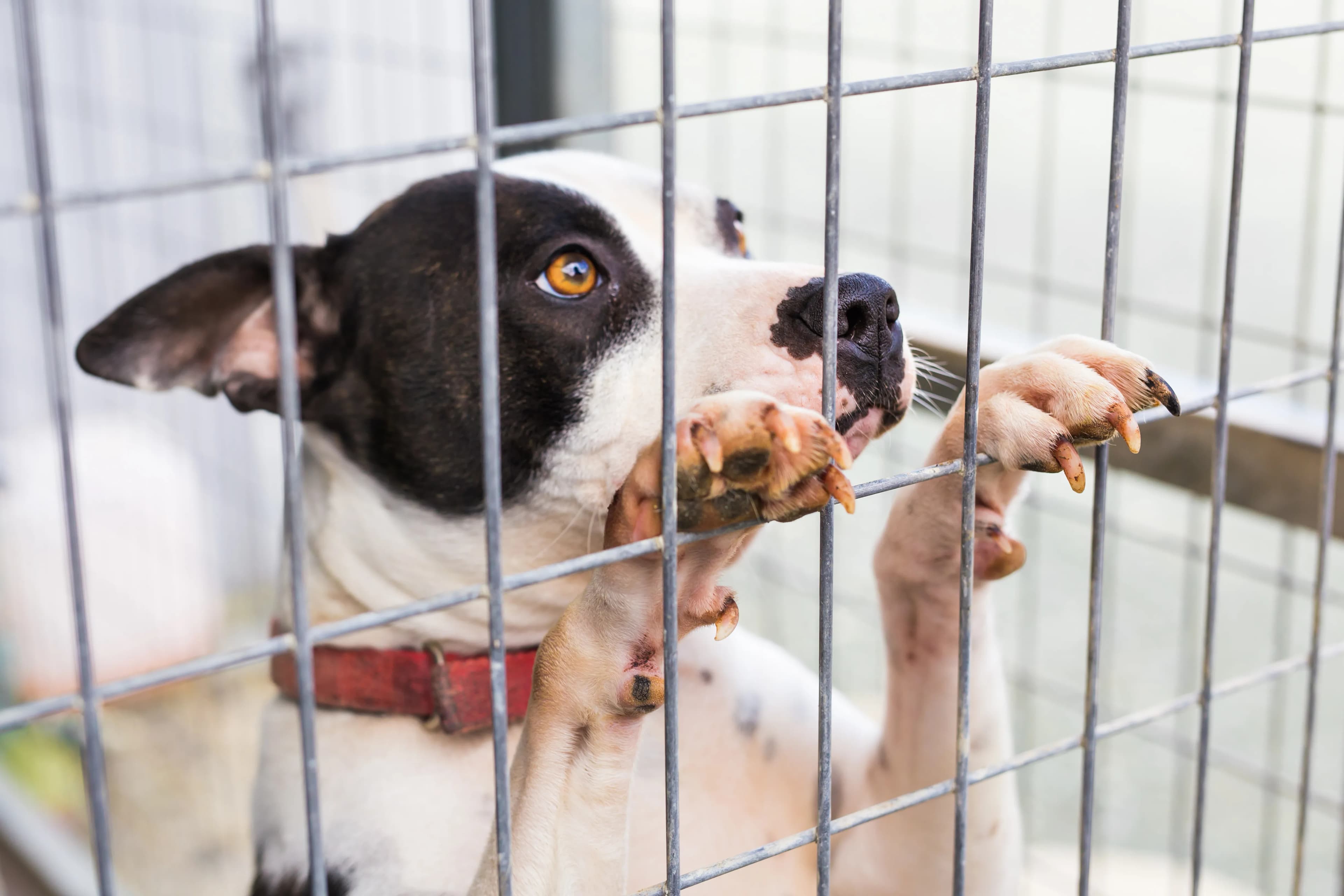 A young puppy waiting behind the bars of a shelter enclosure
