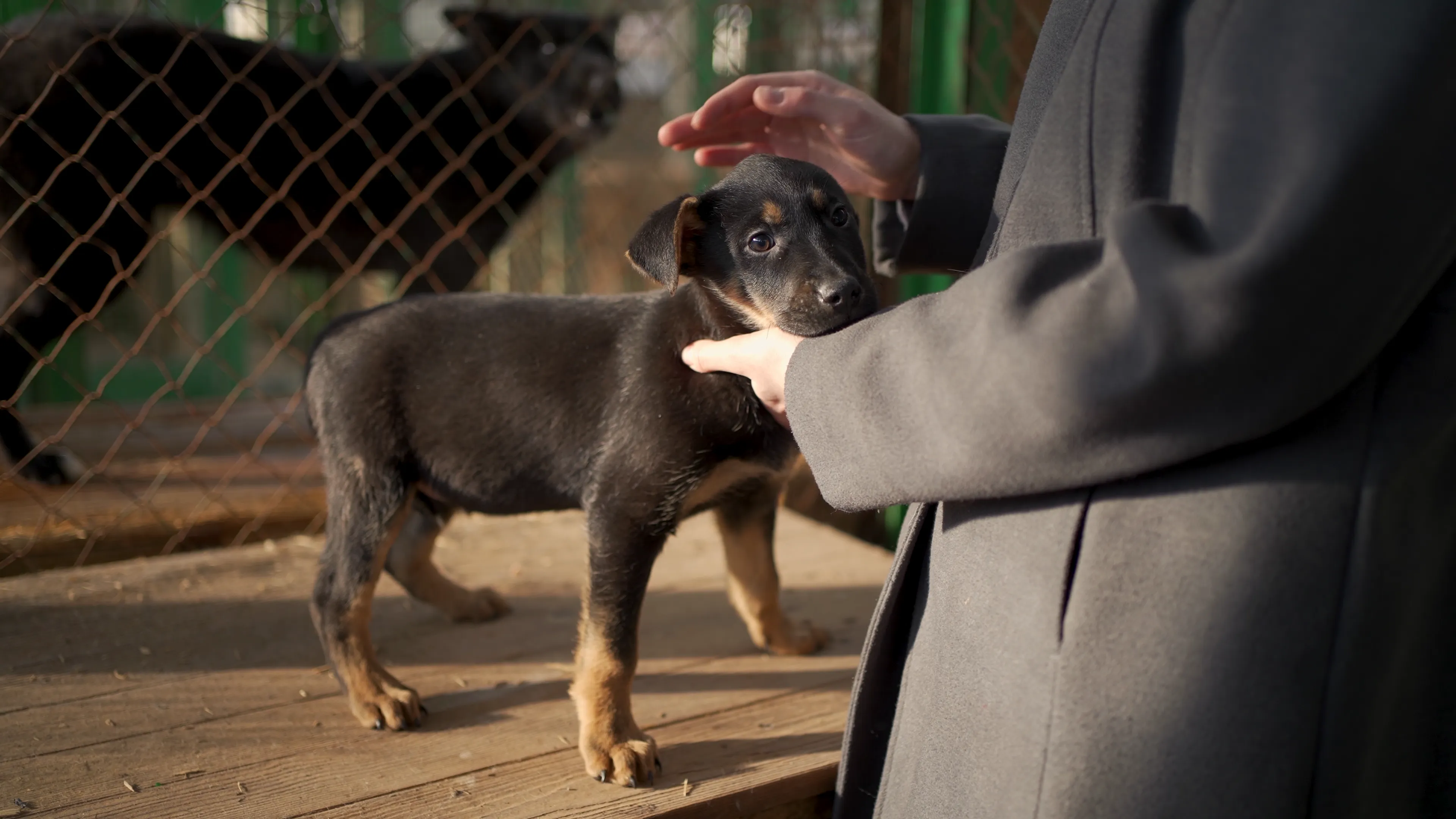 A person meeting a young dog during an adoption moment