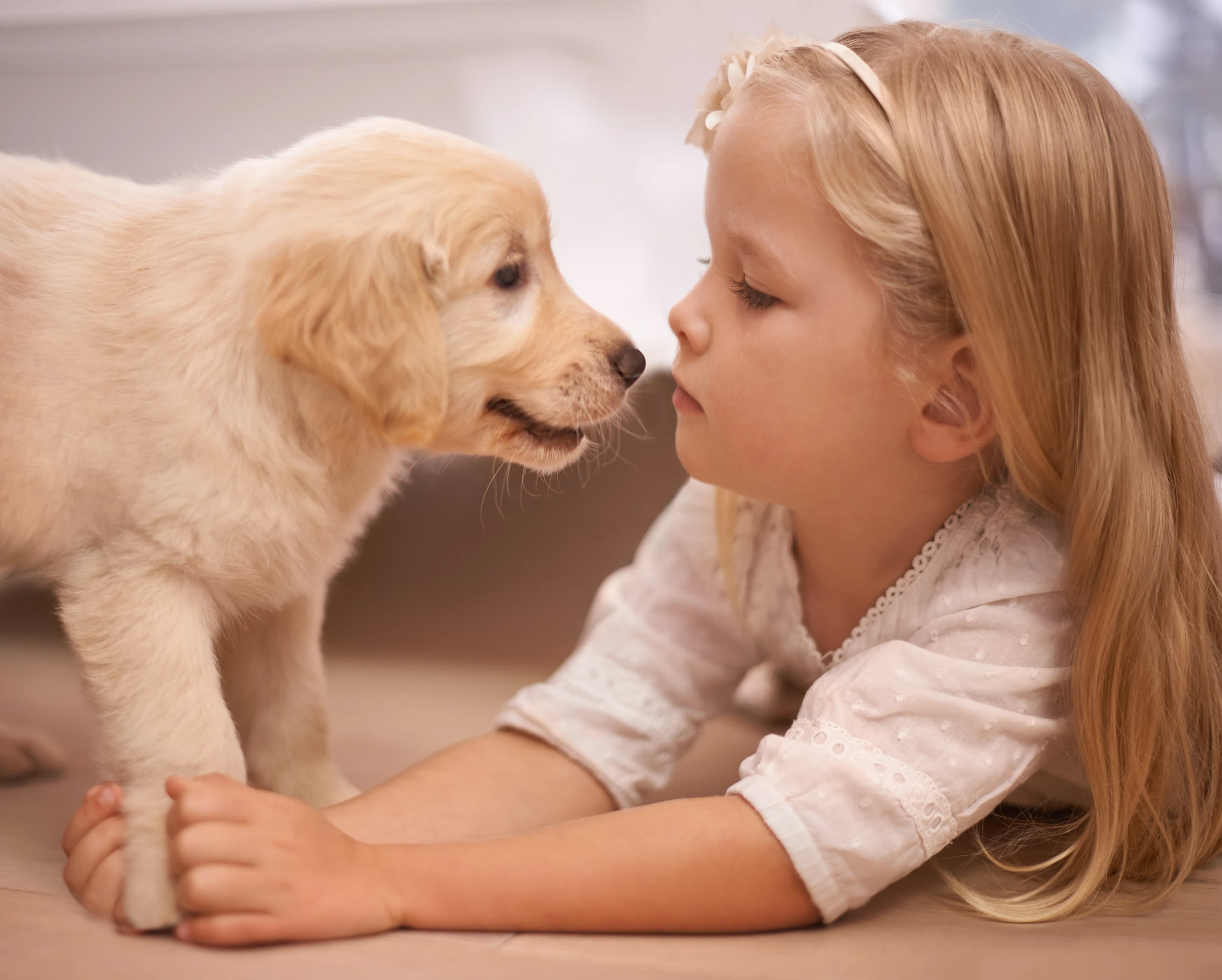 A young girl sharing a quiet moment face-to-face with her golden retriever puppy