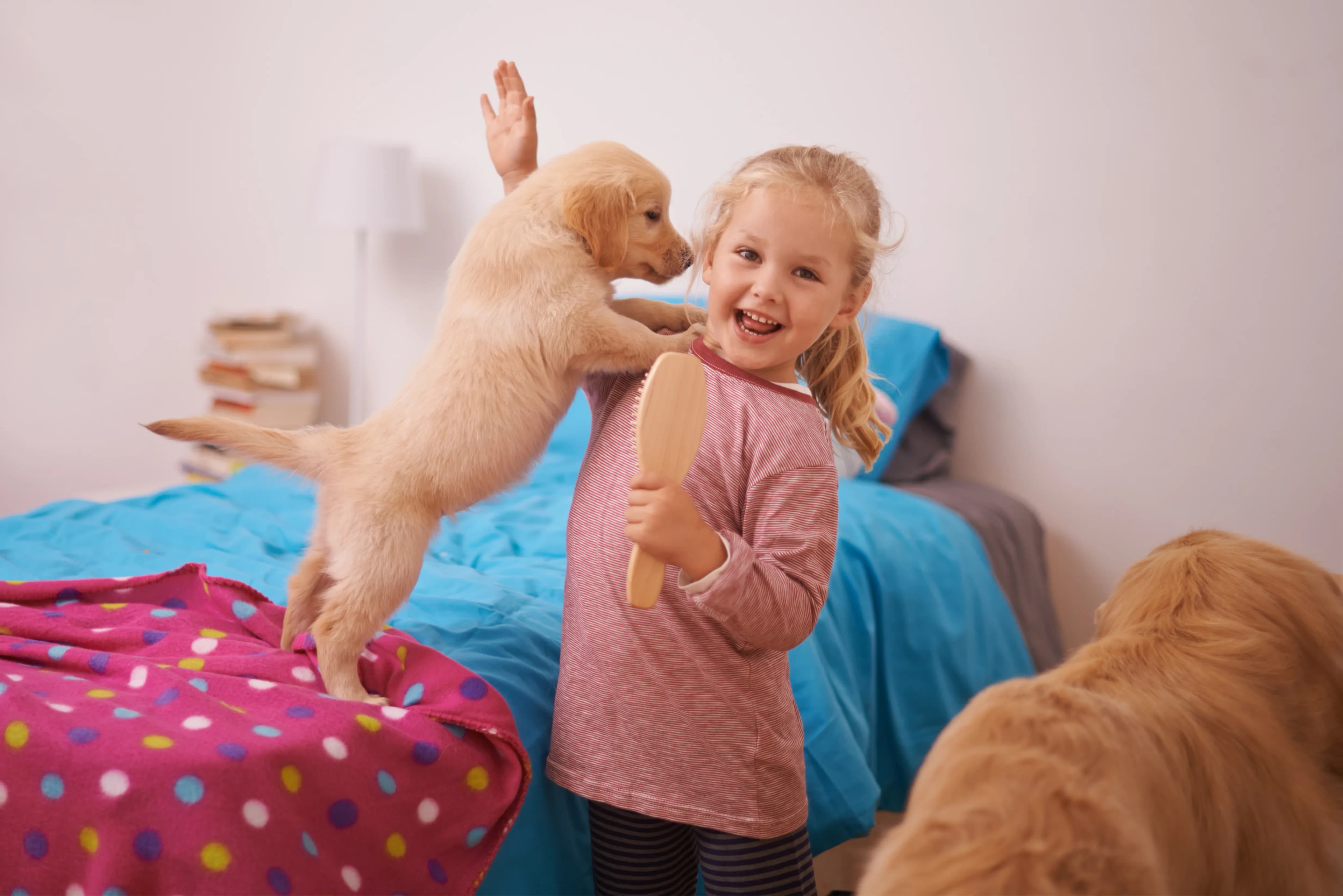 A playful golden retriever puppy jumping toward a young girl on a bed