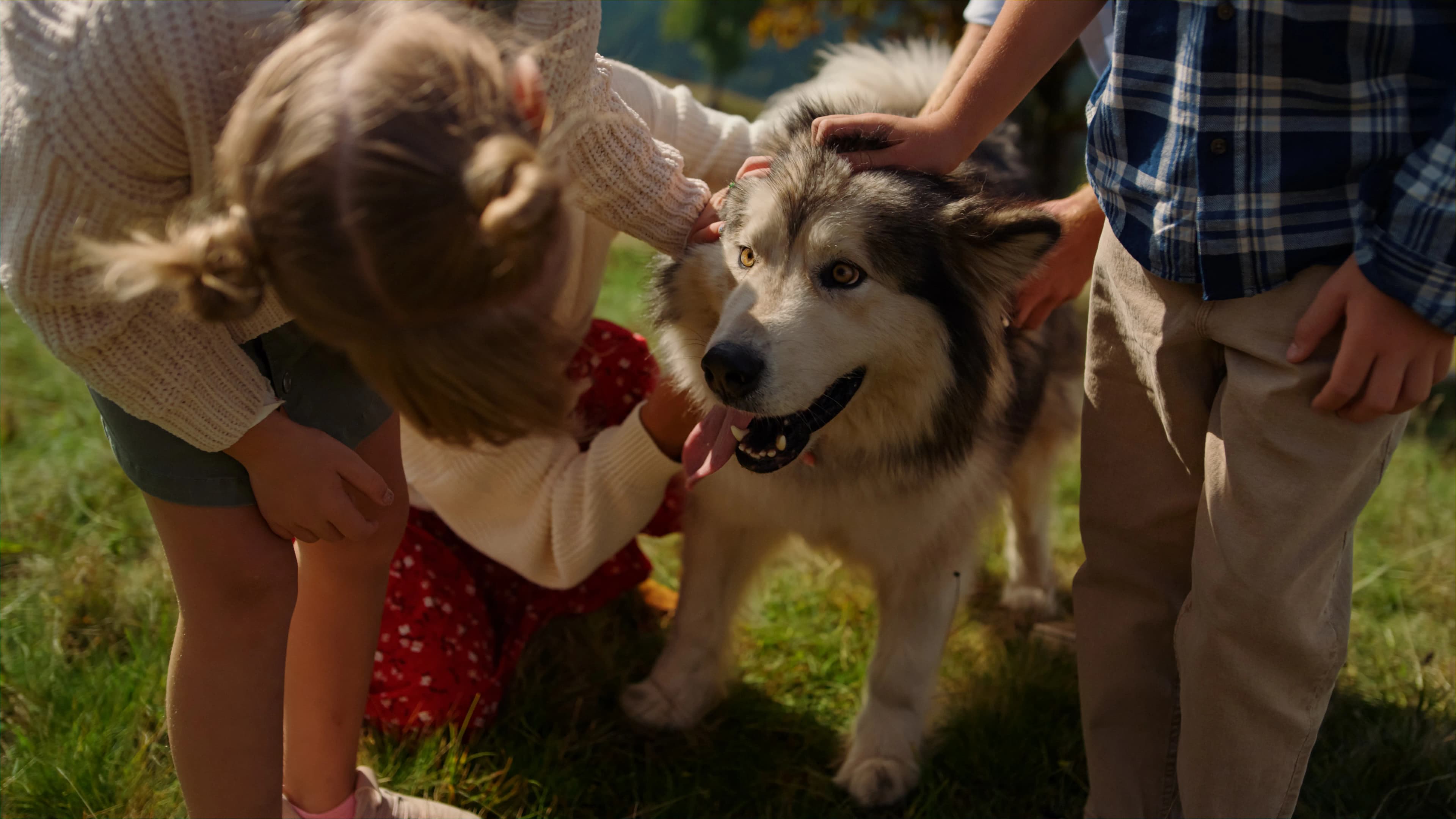 A close-up of family hands gently petting their dog