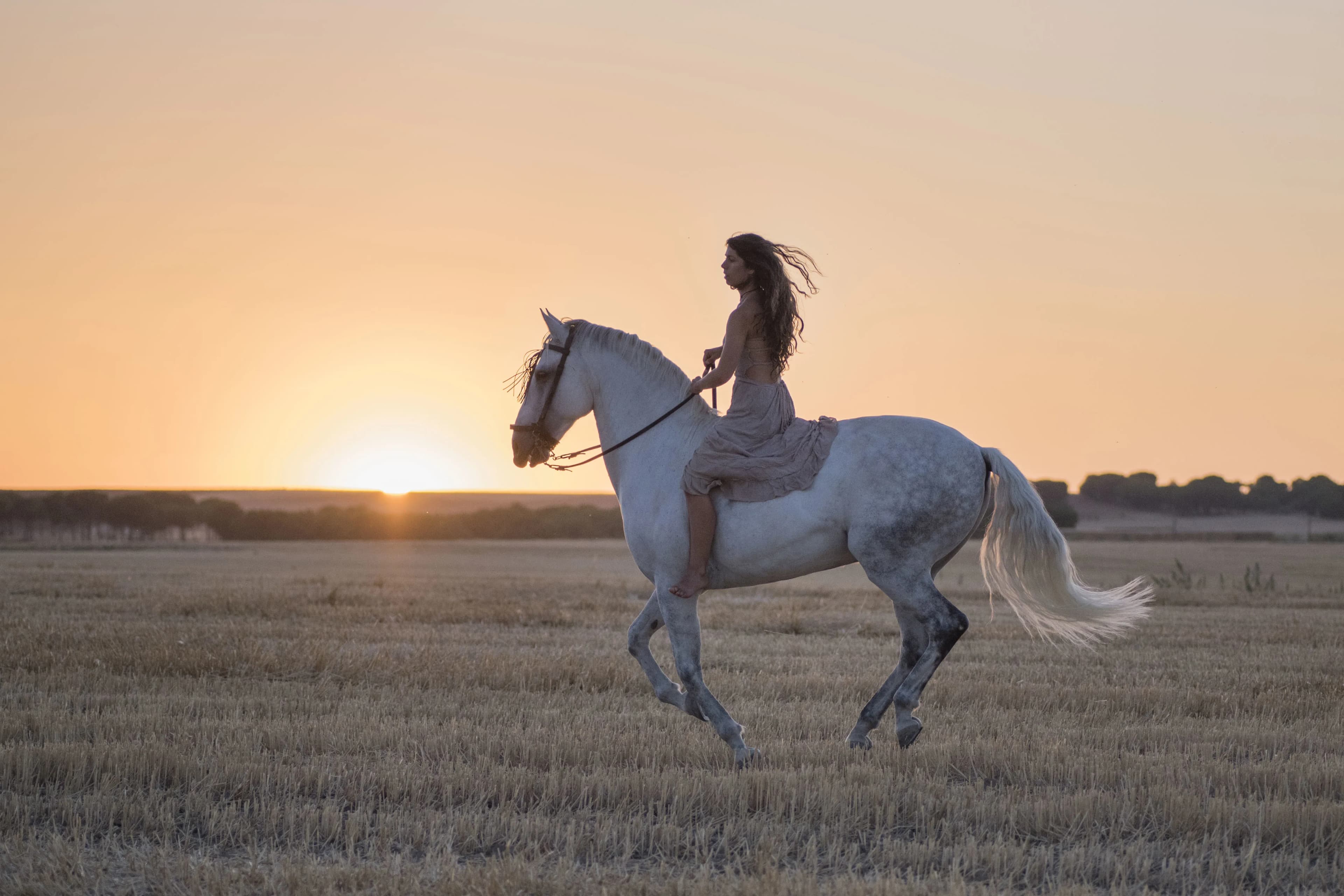 Woman riding a white horse through an open field at sunset in Langley