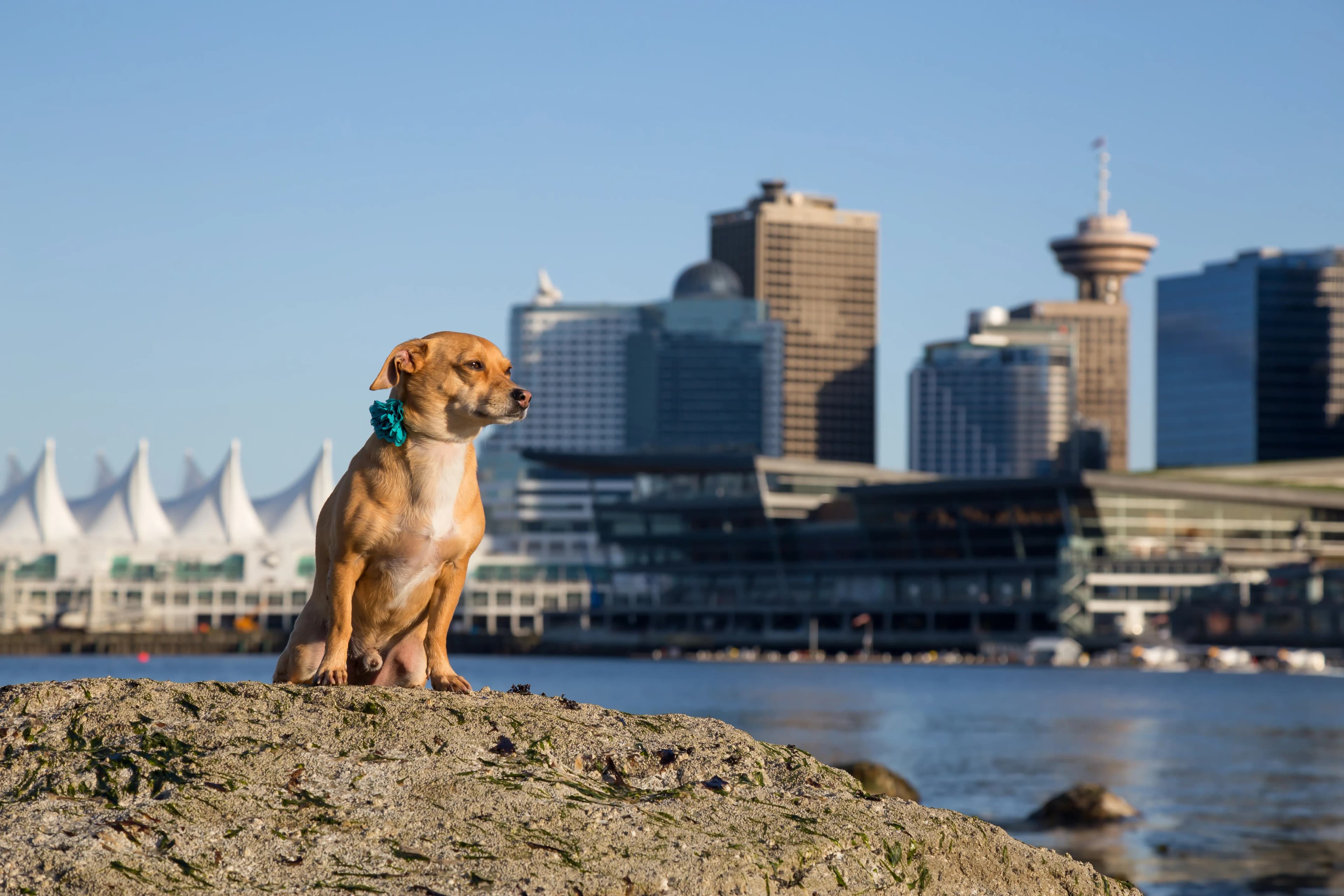 Dog photographed on the Vancouver waterfront with Canada Place and the Vancouver skyline in the background