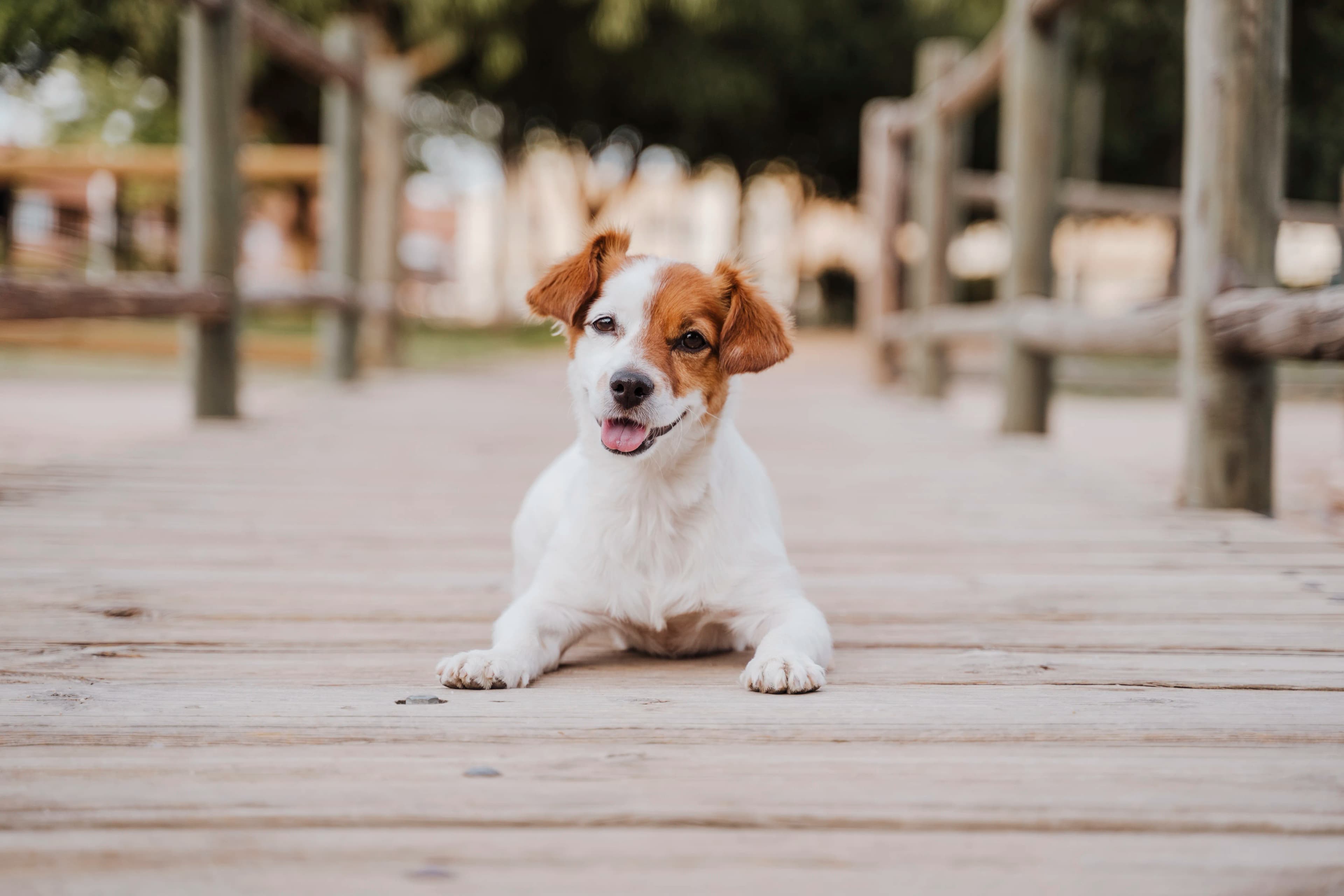 Smiling dog enjoying an outdoor moment during a Signature Story session