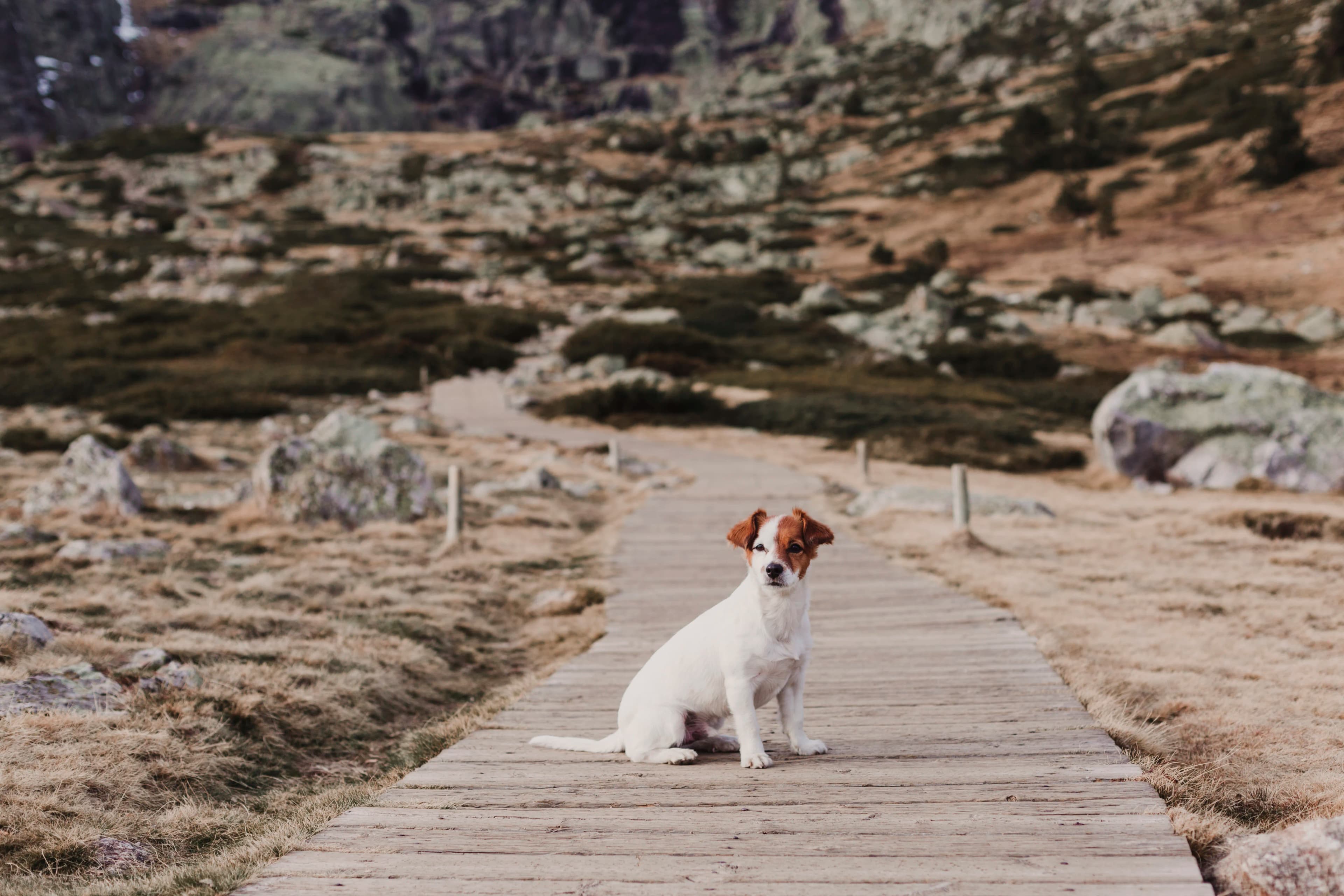 Family sharing a meaningful outdoor moment with their dog