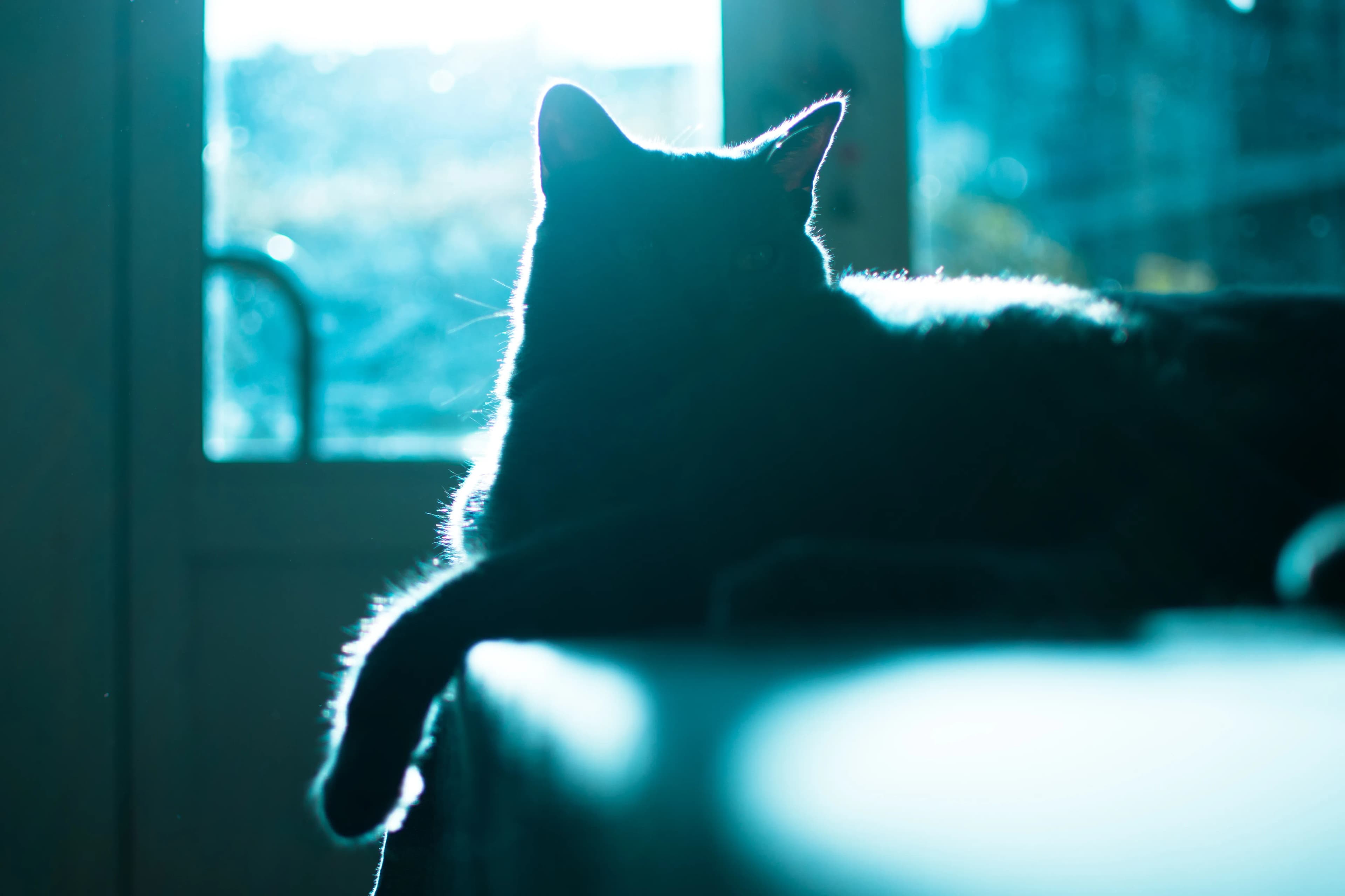 Pet photographed near a bright window