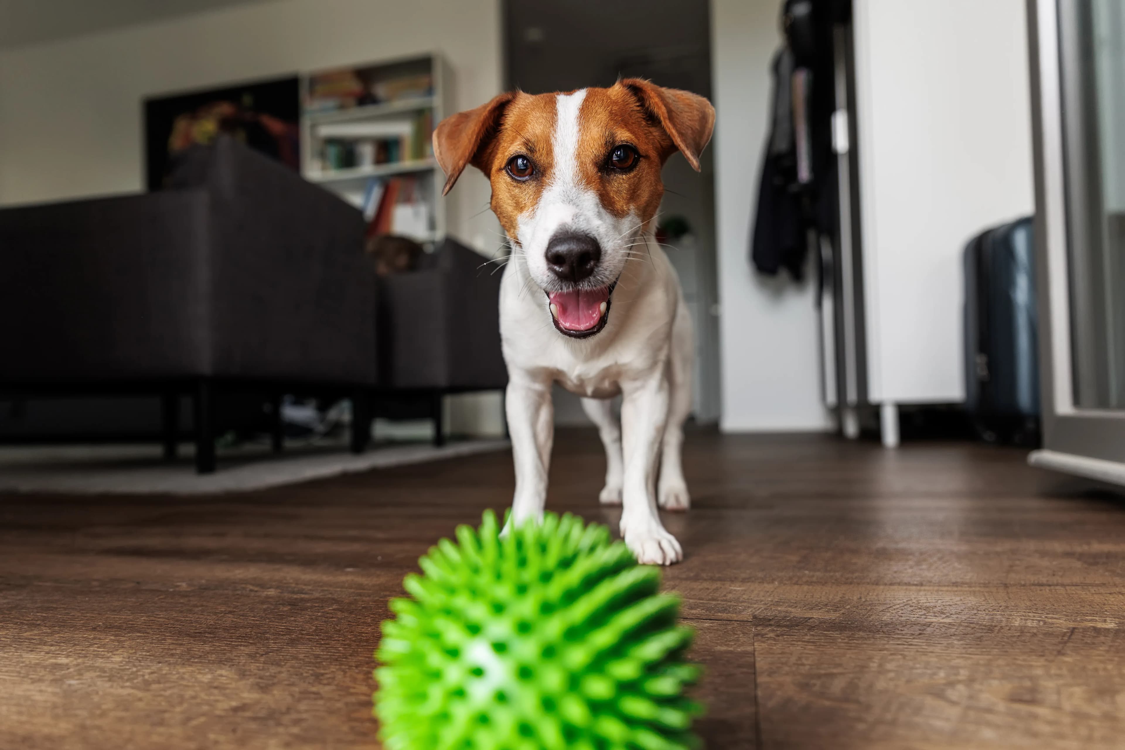 Pet photographed from eye level