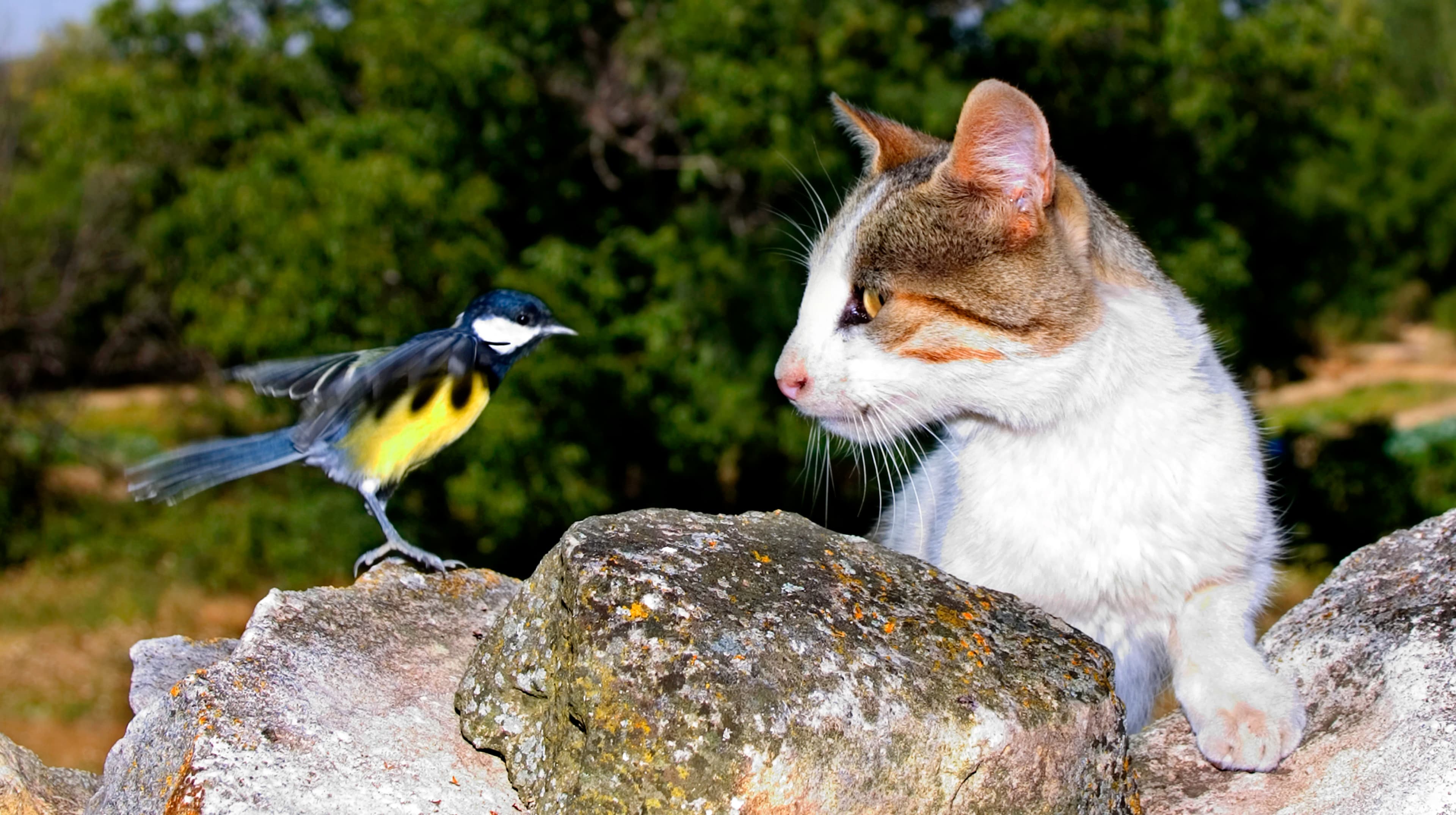 Candid moment between a pet and its person